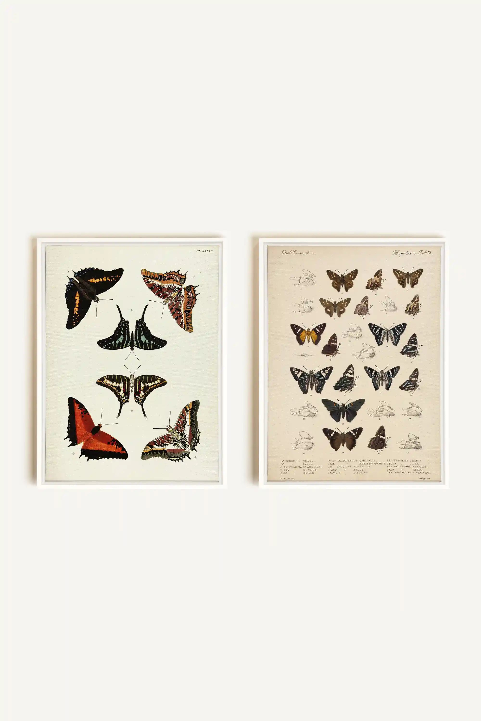 DUO BOTANICAL TREASURE, 2 Works on stretched canvas, framed White