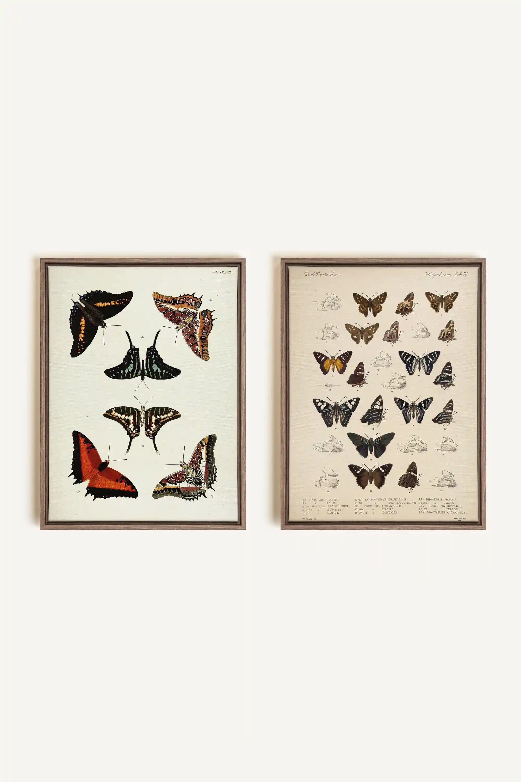 DUO TRÉSOR BOTANIQUE, 2 Oeuvres sur toile étirée, encadré Brun Chêne