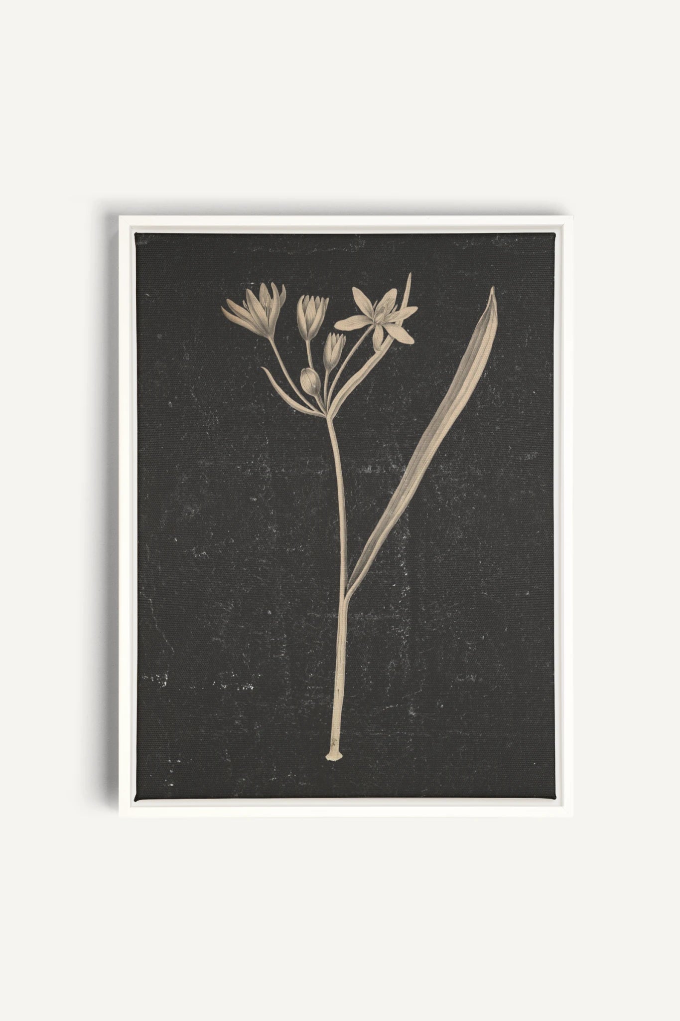 MINIMAL FLORA, Oeuvre sur toile étirée, encadré Blanc