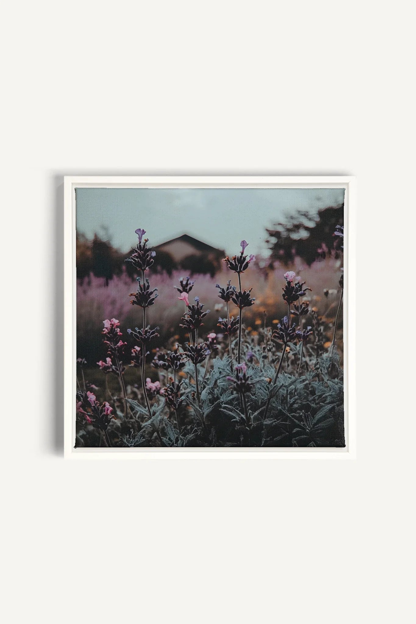 OLEKA CANVAS - SOUFFLE LAVANDE, Oeuvre sur toile étirée, encadré Blanc