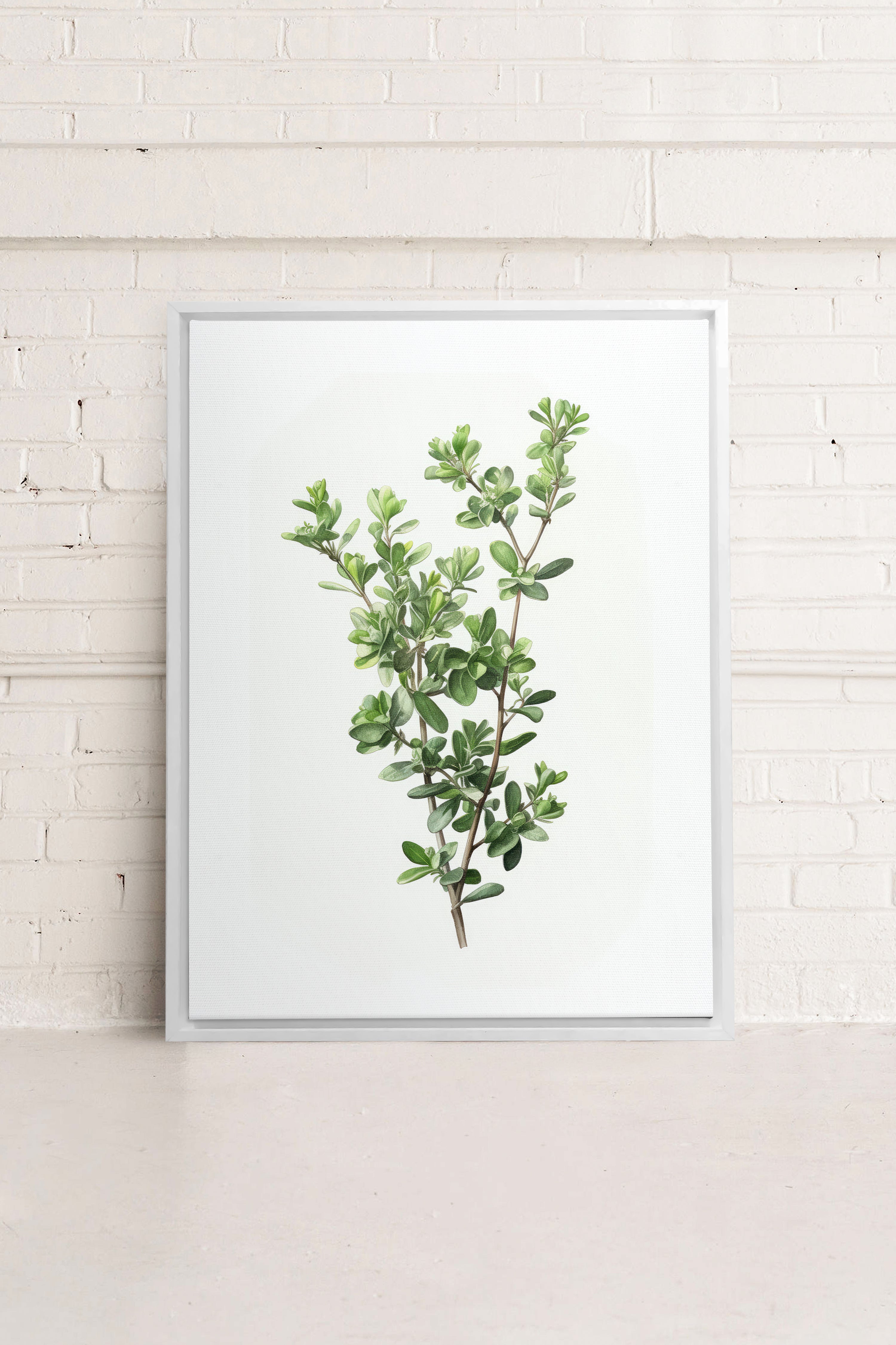 OLEKA CANVAS - THYMARIS, Oeuvre sur toile étirée, encadré Blanc