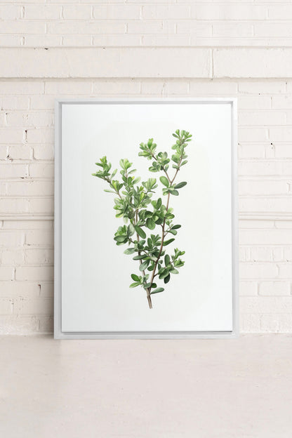 OLEKA CANVAS - THYMARIS, Oeuvre sur toile étirée, encadré Blanc