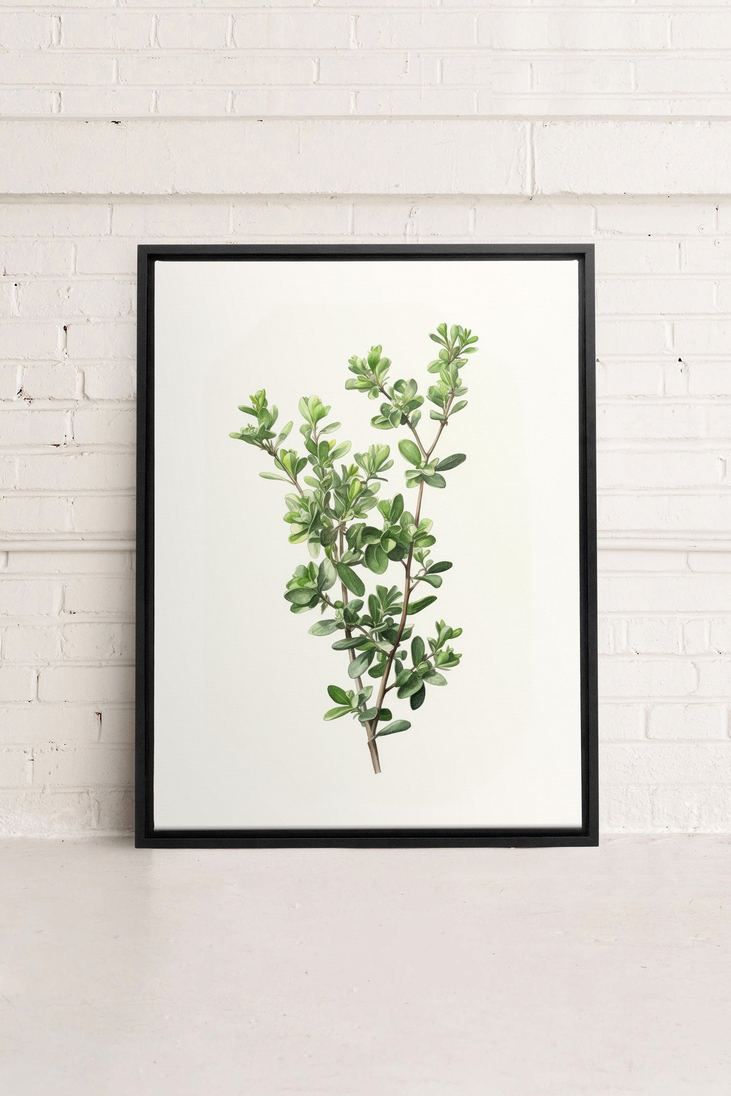 OLEKA CANVAS - THYMARIS, Oeuvre sur toile étirée, encadré Noir