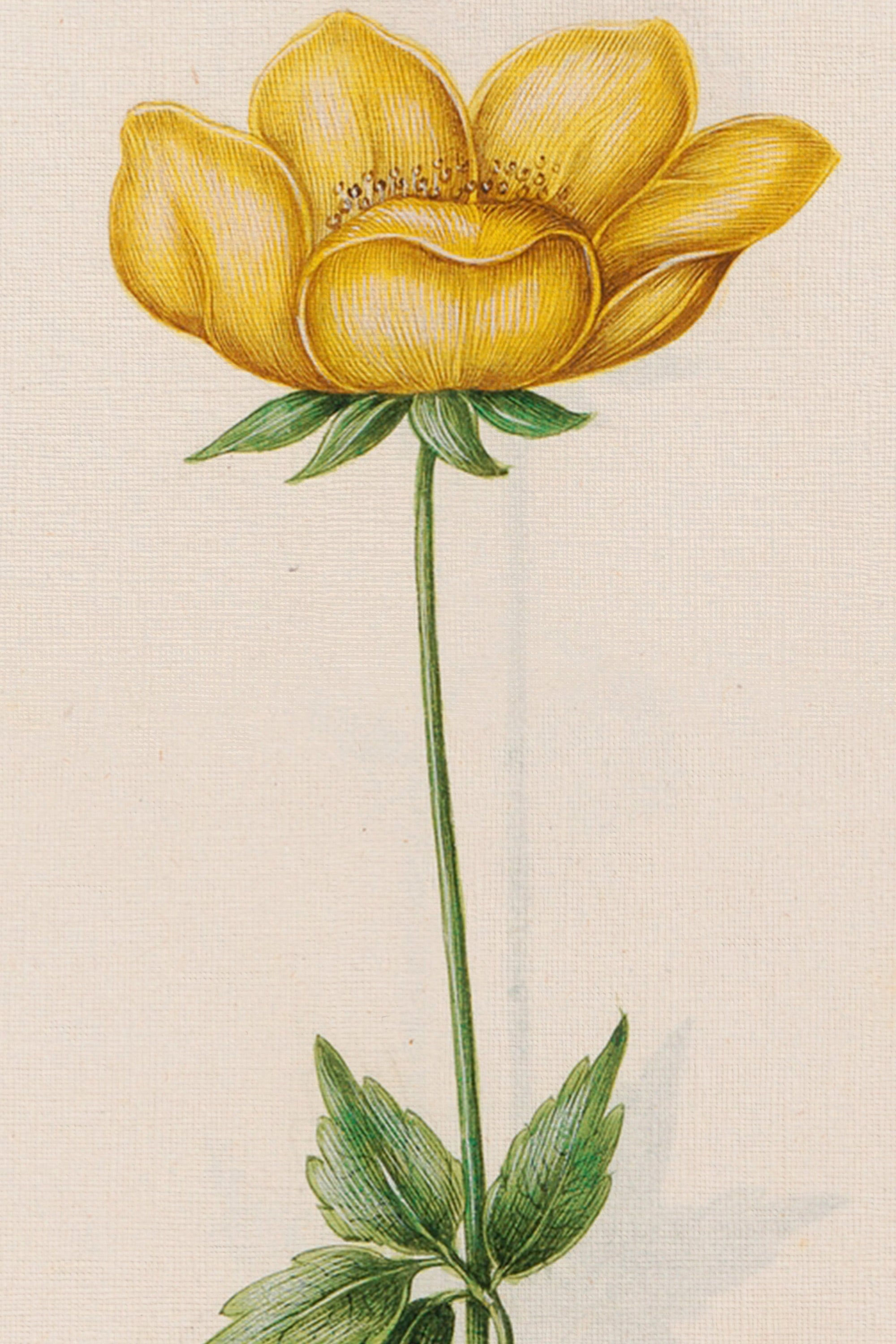 POÉSIE BOTANIQUE, Artwork on rigid canvas, framed in Vintage Gold