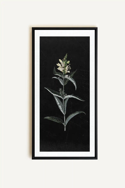 GUARDIAN BLOOM, Work on stretched canvas, framed Black