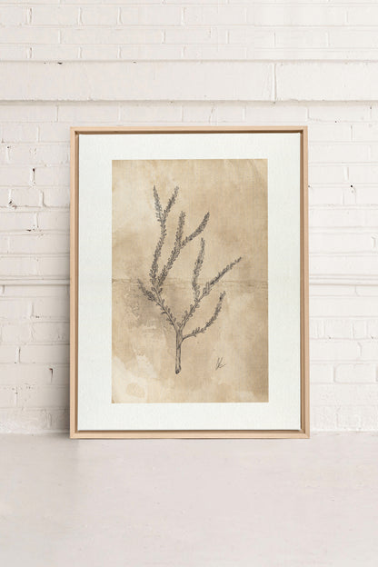 BLOOMING FLOWER I, Oeuvre sur toile étirée, encadré Naturel Clair