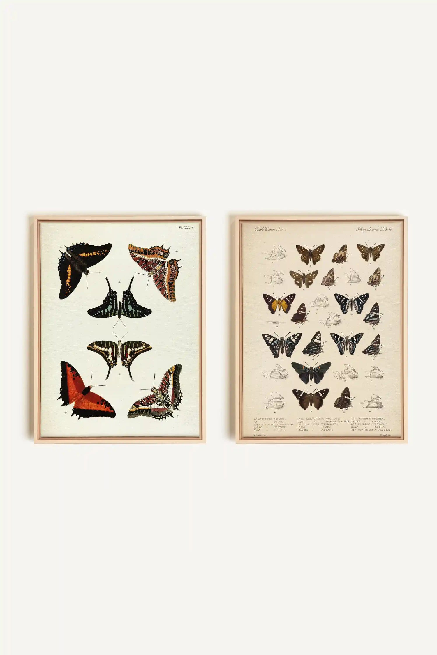 DUO BOTANICAL TREASURE, 2 Works on stretched canvas, framed Naturel Clair