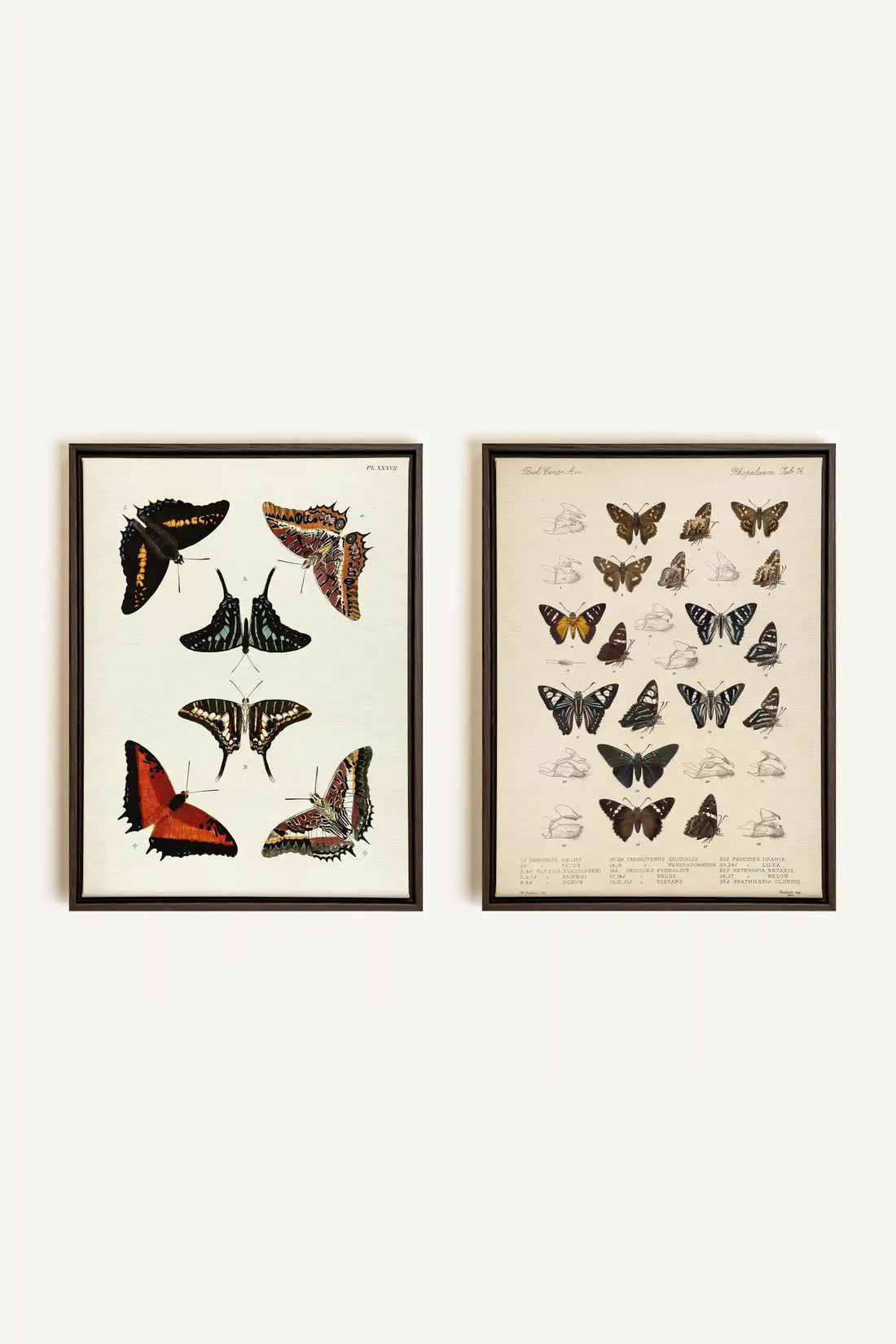 DUO BOTANICAL TREASURE, 2 Works on stretched canvas, framed Walnut Brown