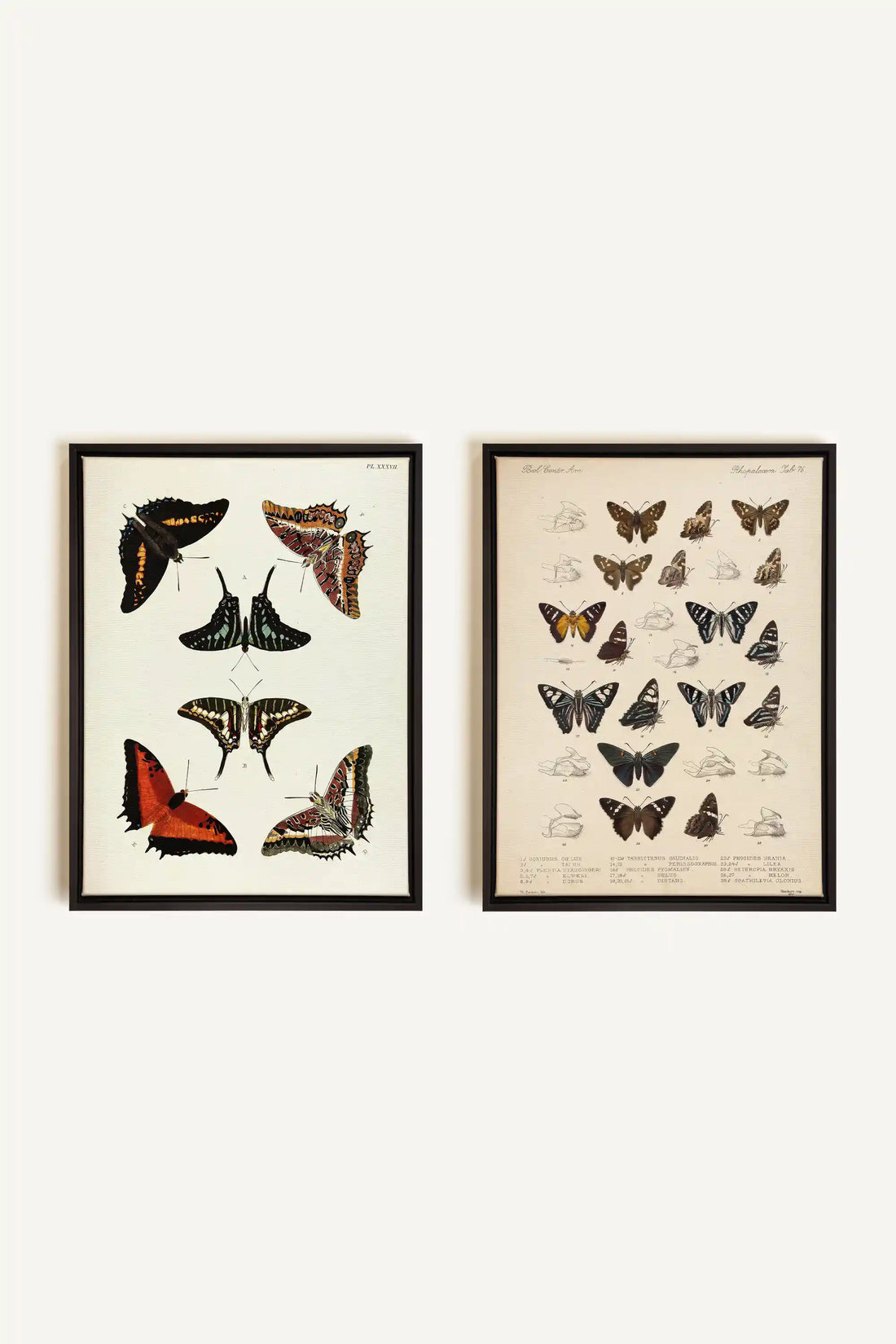 DUO TRÉSOR BOTANIQUE, 2 Works on stretched canvas, framed Black