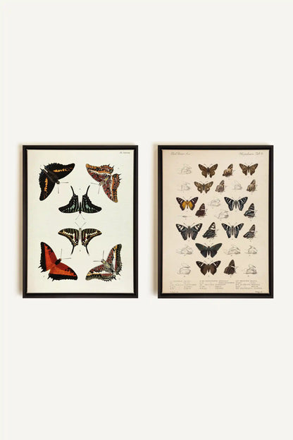 DUO TRÉSOR BOTANIQUE, 2 Oeuvres sur toile étirée, encadré Noir