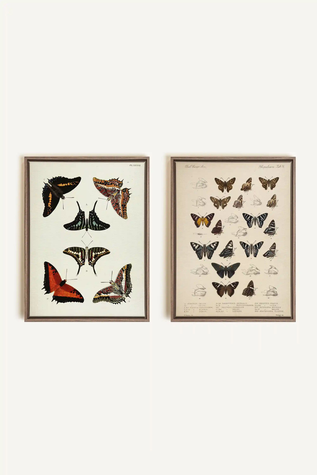 DUO BOTANICAL TREASURE, 2 Works on stretched canvas, framed Oak Brown