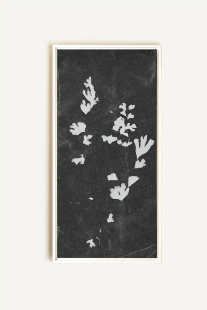 GHOST LEAVES, Work on stretched canvas, framed White