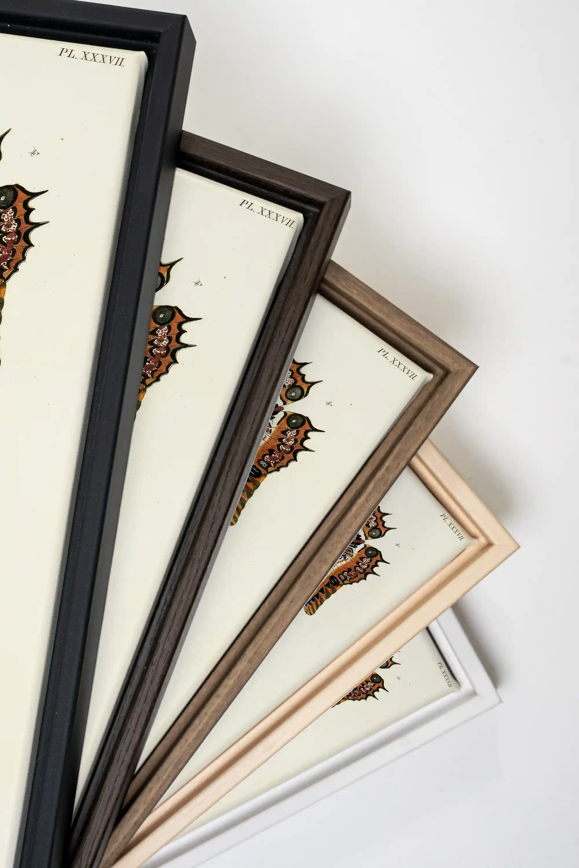 DUO BOTANICAL TREASURE, 2 Works on stretched canvas, framed White