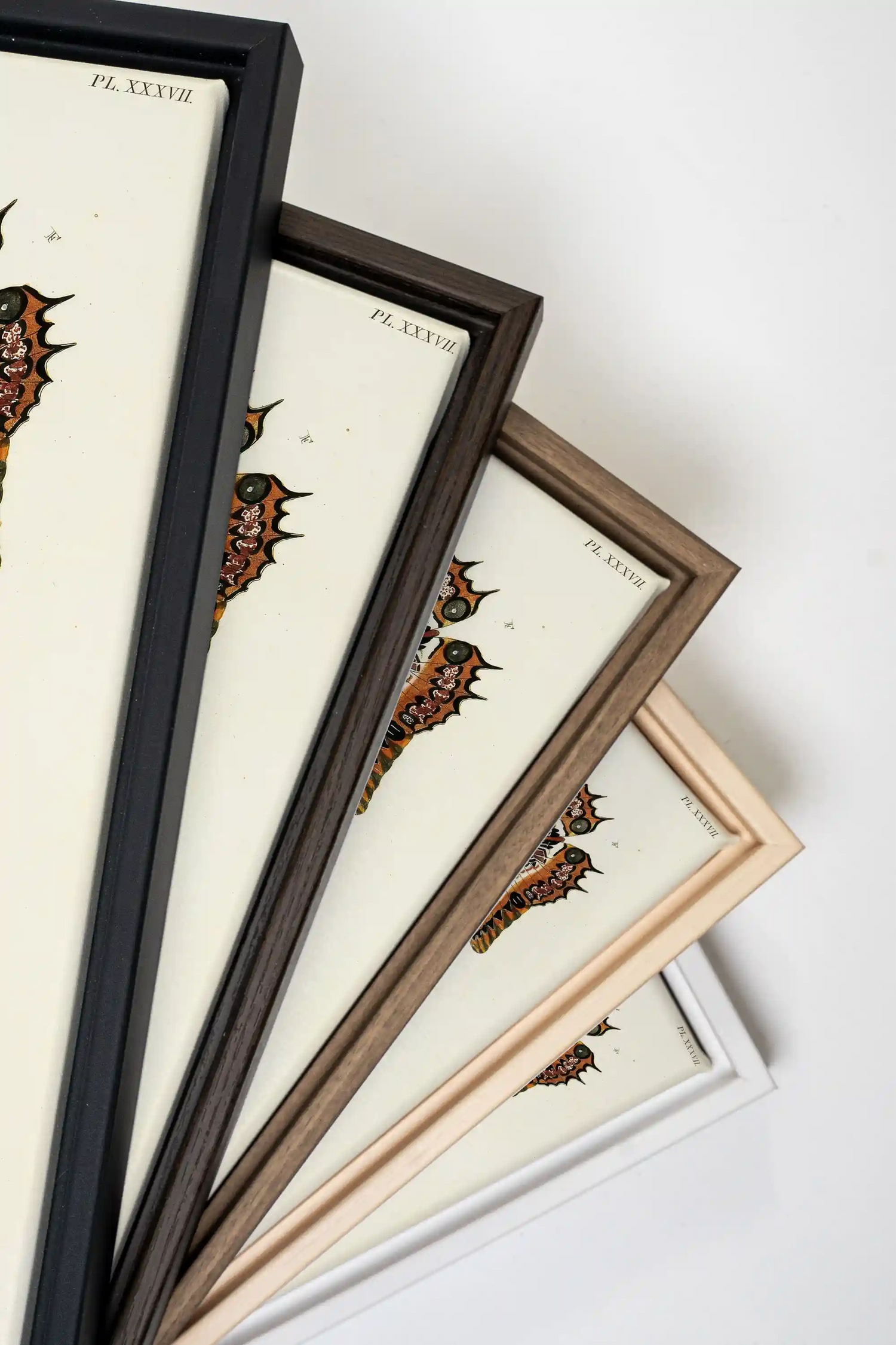 DUO BOTANICAL TREASURE, 2 Works on stretched canvas, framed Naturel Clair