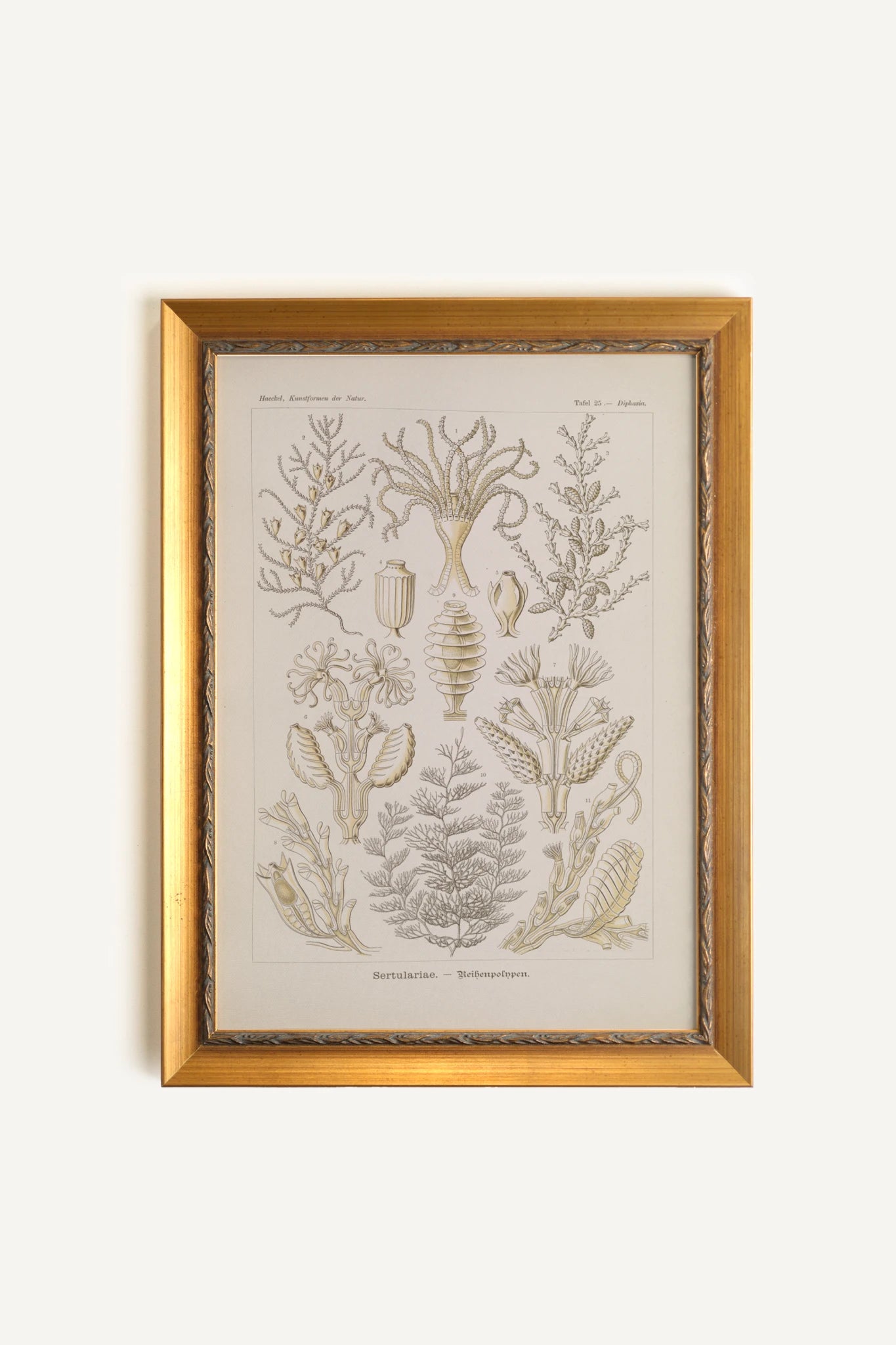 ESSENCE MARINE, Artwork on rigid canvas, framed in Vintage Gold