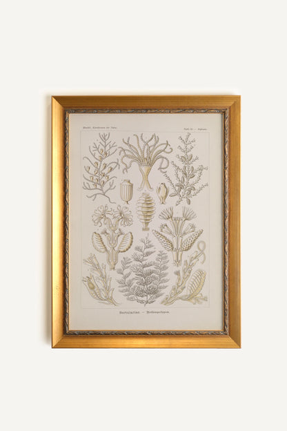 ESSENCE MARINE, Artwork on rigid canvas, framed in Vintage Gold