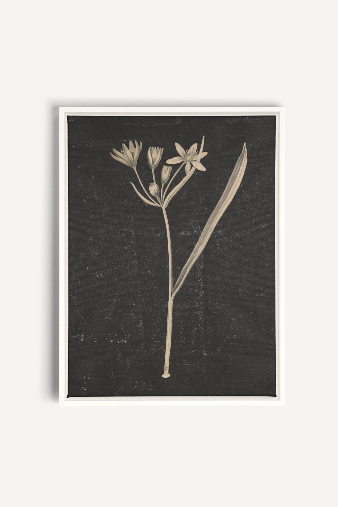 MINIMAL FLORA, Work on stretched canvas, framed White