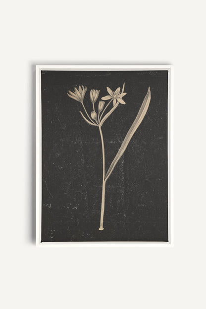 MINIMAL FLORA, Work on stretched canvas, framed White