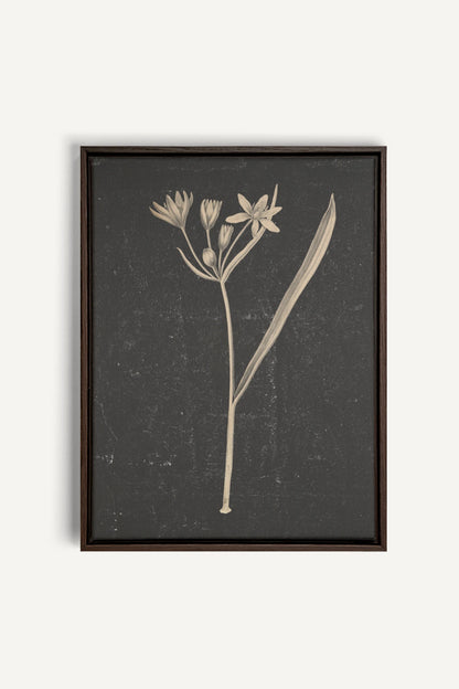 MINIMAL FLORA, Oeuvre sur toile étirée, encadré Brun Noyer