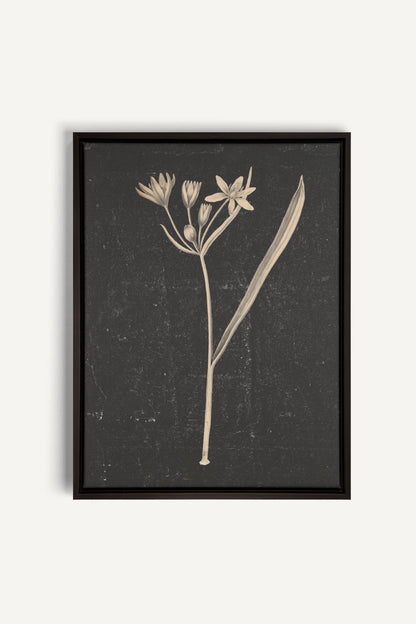 MINIMAL FLORA, Work on stretched canvas, framed Black