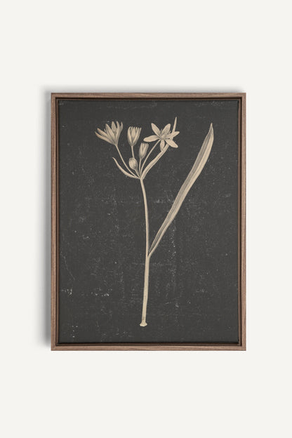 MINIMAL FLORA, Work on stretched canvas, framed Oak Brown