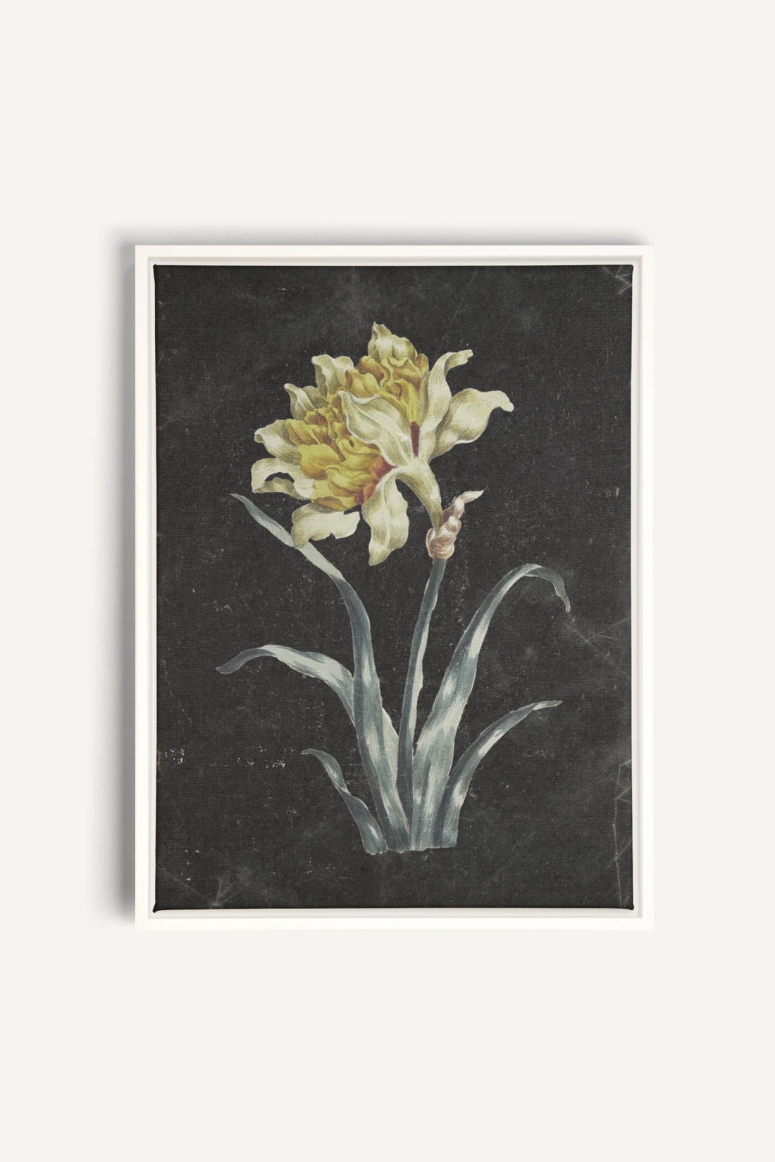 PRECIOUS FLORA, Work on stretched canvas, framed White