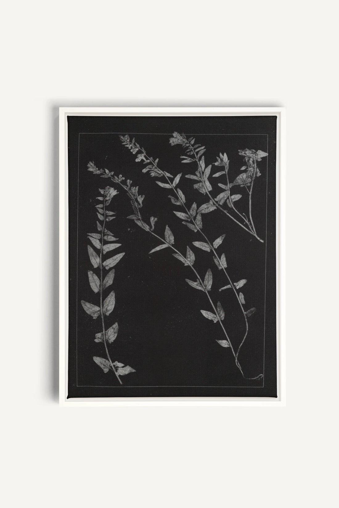 PRESSED MEMORIES, Work on stretched canvas, framed White