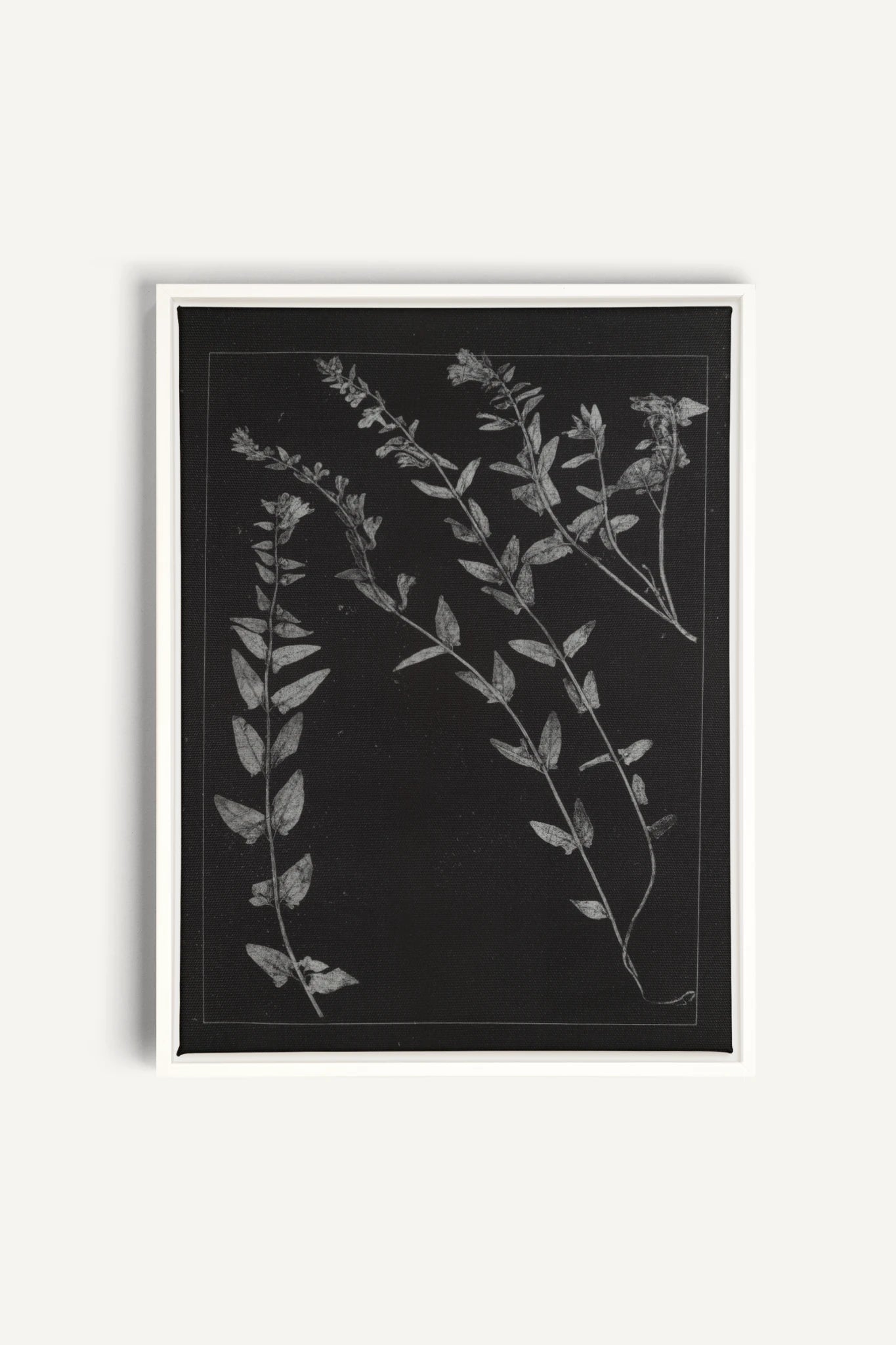 PRESSED MEMORIES, Work on stretched canvas, framed White