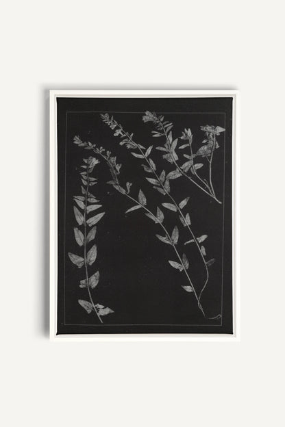 PRESSED MEMORIES, Work on stretched canvas, framed White