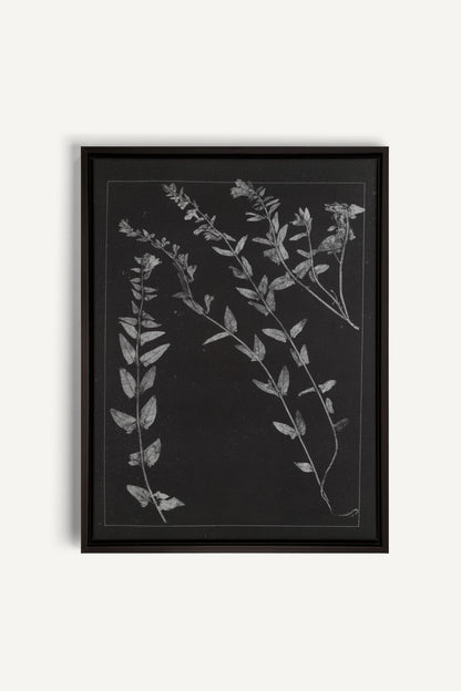 PRESSED MEMORIES, Work on stretched canvas, framed Black