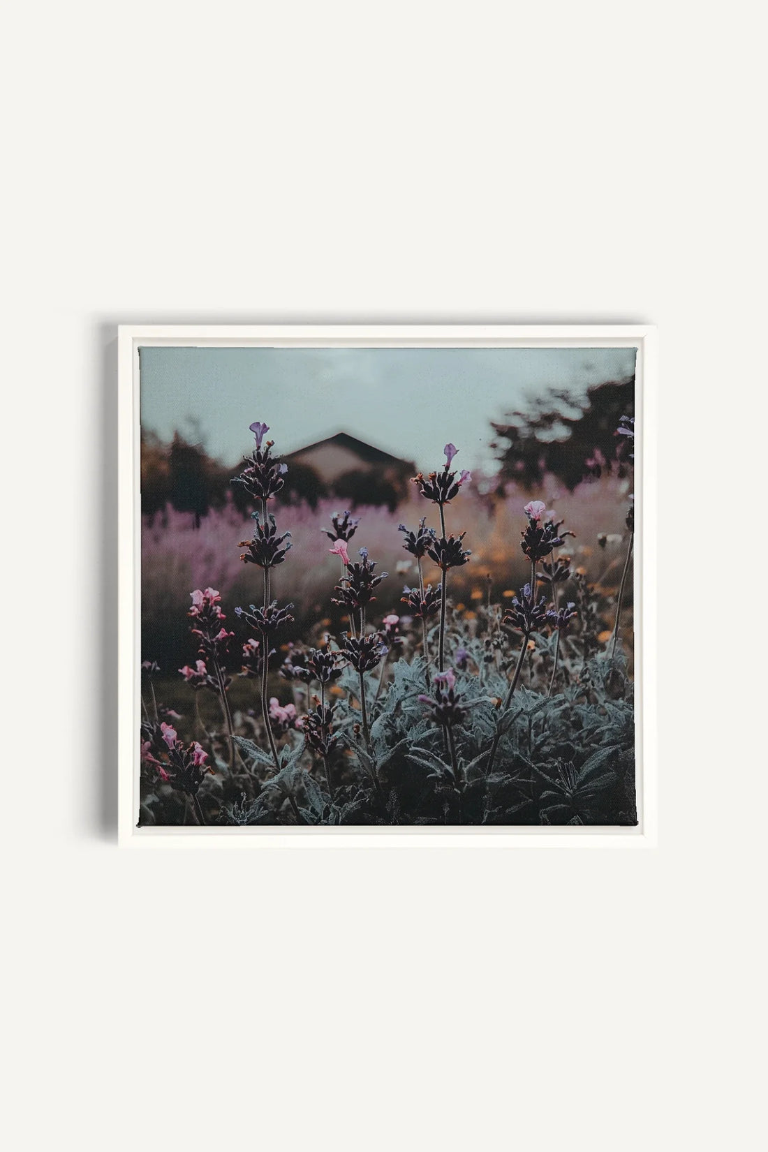 OLEKA CANVAS - SOUFFLE LAVANDE, Oeuvre sur toile étirée, encadré Blanc