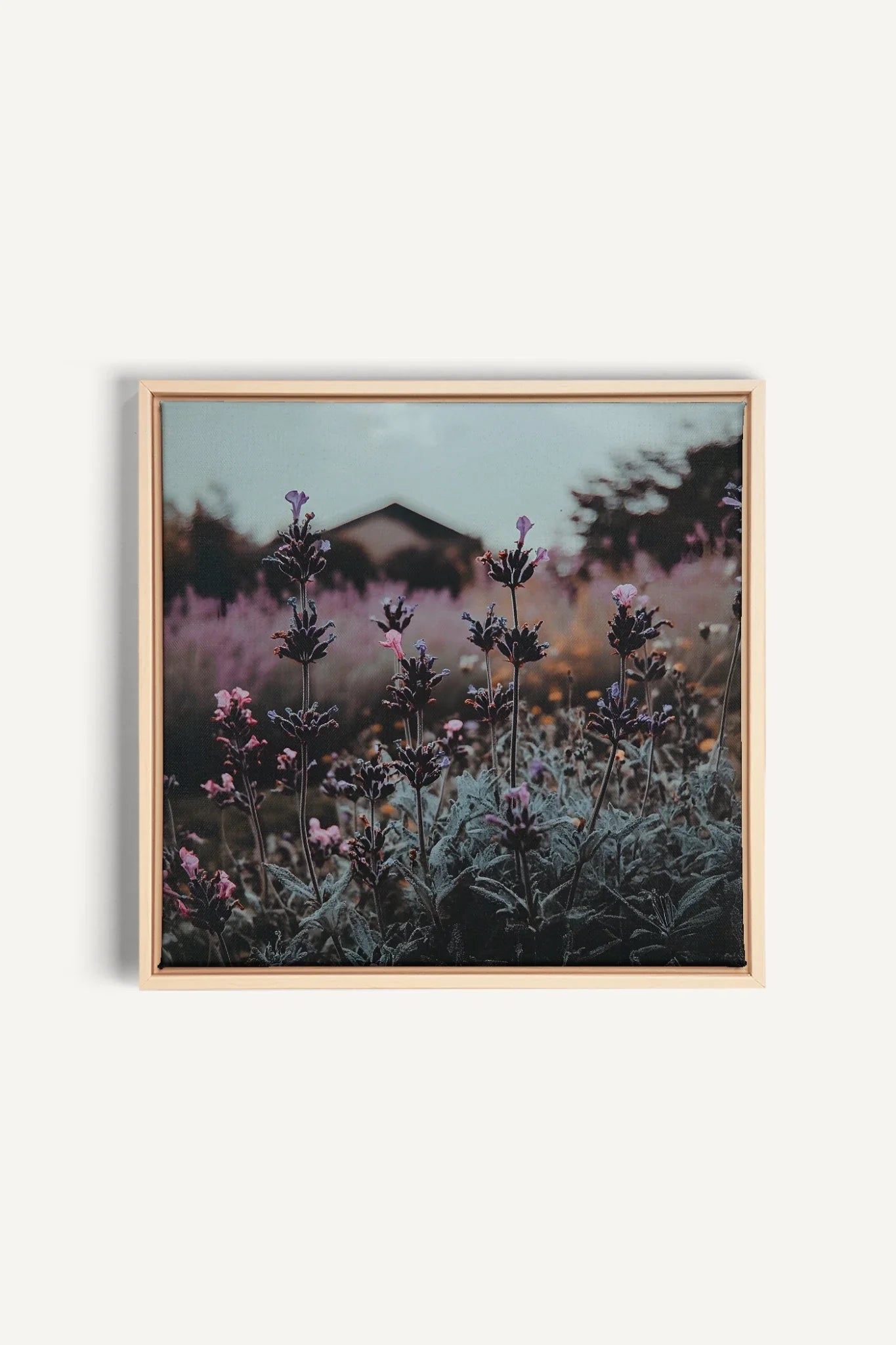 OLEKA CANVAS - SOUFFLE LAVANDE, Oeuvre sur toile étirée, encadré Naturel Clair