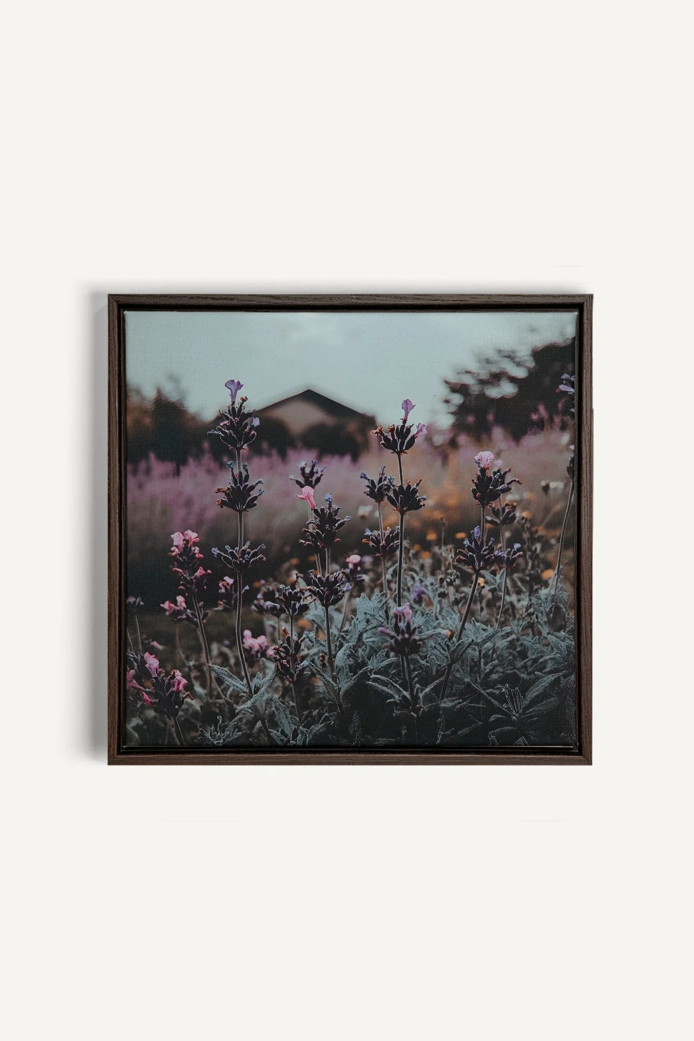 OLEKA CANVAS - SOUFFLE LAVANDE, Oeuvre sur toile étirée, encadré Brun Noyer