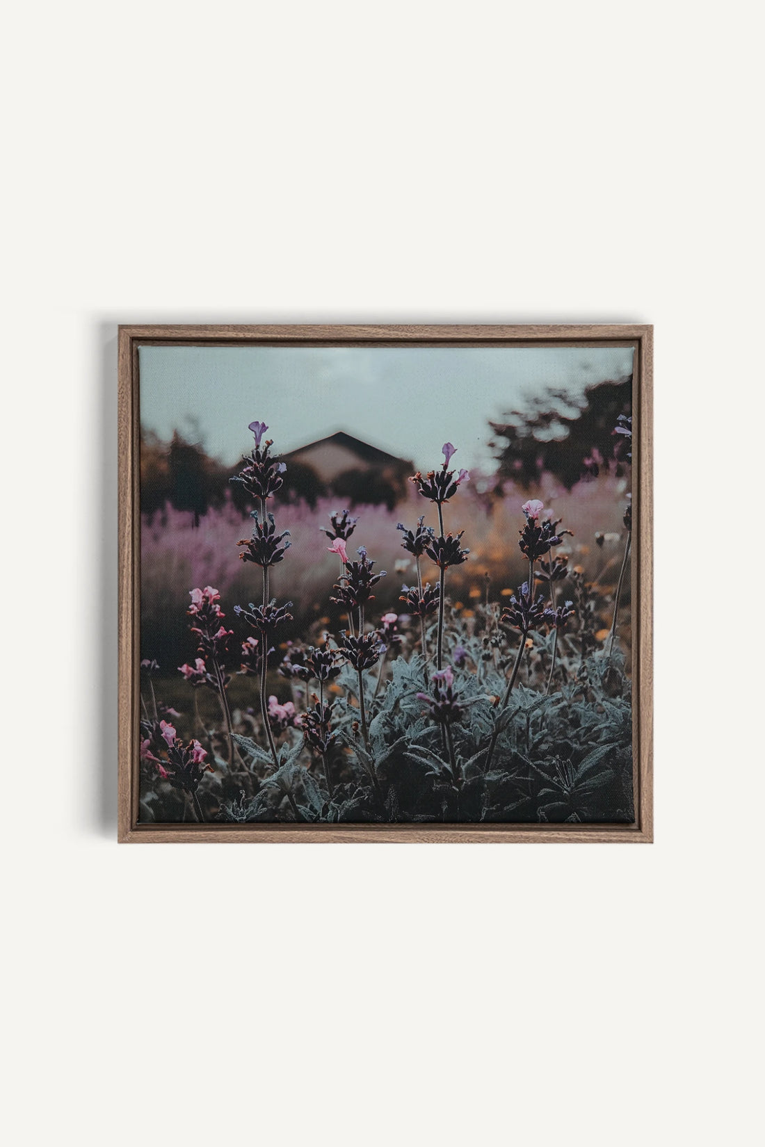 SOUFFLE LAVANDE, Oeuvre sur toile étirée, encadré Brun Chêne