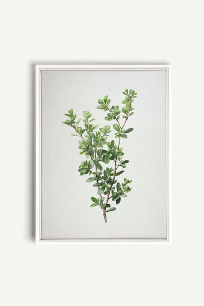 OLEKA CANVAS - THYMARIS, Oeuvre sur toile étirée, encadré Blanc