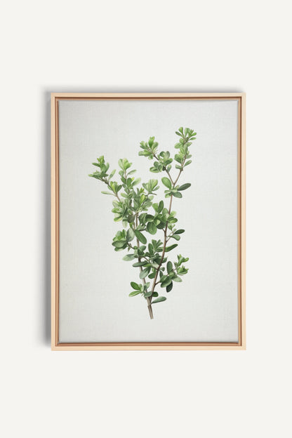 THYMARIS, Artwork on stretched canvas, framed Natural Light