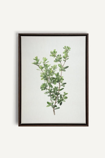 OLEKA CANVAS - THYMARIS, Oeuvre sur toile étirée, encadré Brun Noyer