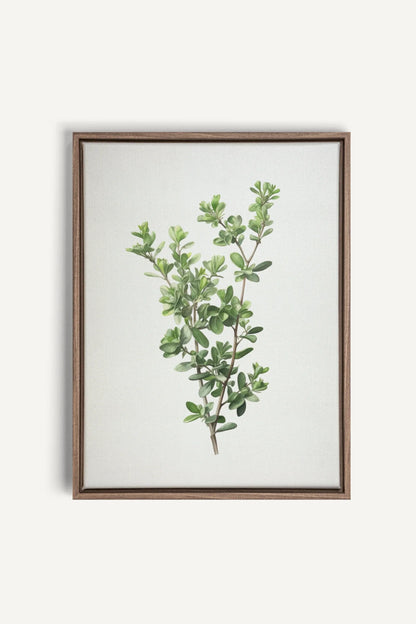 OLEKA CANVAS - THYMARIS, Oeuvre sur toile étirée, encadré Brun Chêne